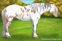 Horse Color:Amber Champagne Appaloosa  and Amber Champagne Appaloosa 