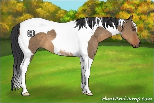 Horse Color:Brown Dun Tobiano