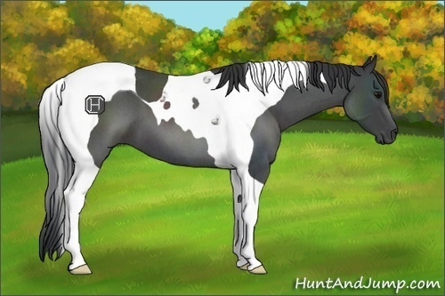 Horse Color:Blue Roan Tobiano 