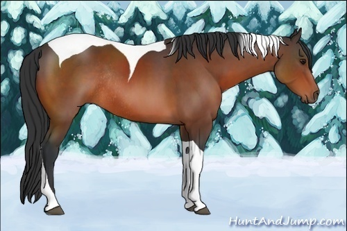 Horse Color:Brown Tobiano Rabicano 