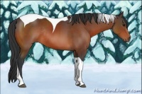 Horse Color:Brown Tobiano Rabicano