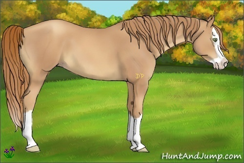 Horse Color:Gold Champagne Splash 