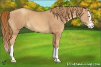 Horse Color:Gold Champagne Splash 
