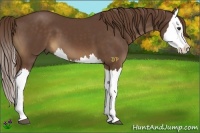 Horse Color:Liver Chestnut Splash 