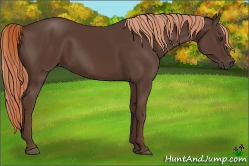 Horse Color:Liver Chestnut Rabicano