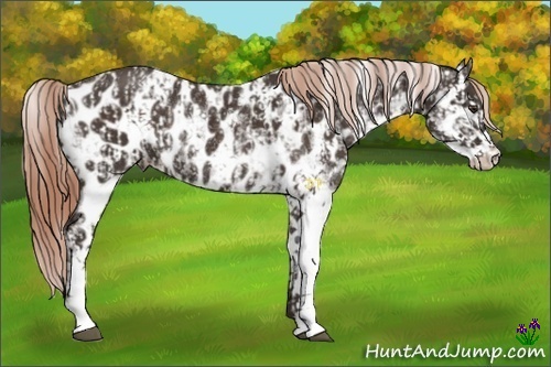 Horse Color:Liver Chestnut Sabino Rabicano  and Liver Chestnut Sabino Appaloosa Rabicano 