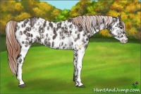 Horse Color:Liver Chestnut Sabino Rabicano  and Liver Chestnut Sabino Appaloosa Rabicano 