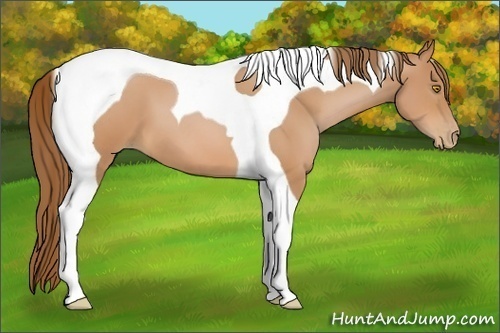 Horse Color:Bay Pearl Tobiano