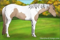 Horse Color:Black Pearl Tobiano 