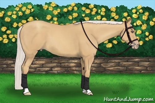 Horse Color:Silver Classic Champagne