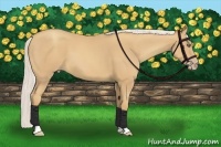 Horse Color:Silver Classic Champagne