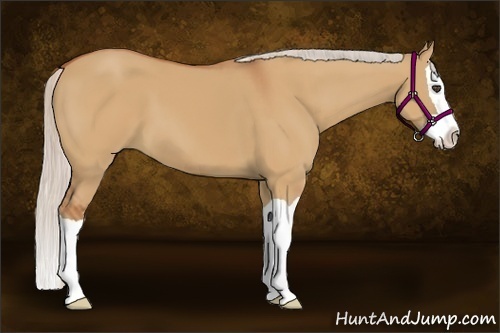 Horse Color:Silver Bay Dun Splash 