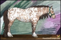 Horse Color:Amber Champagne Near Leopard  and Amber Champagne Blanket 