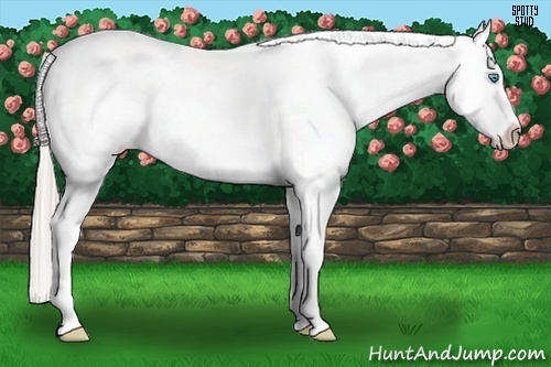 Horse Color:Chocolate Palomino Pearl Appaloosa 