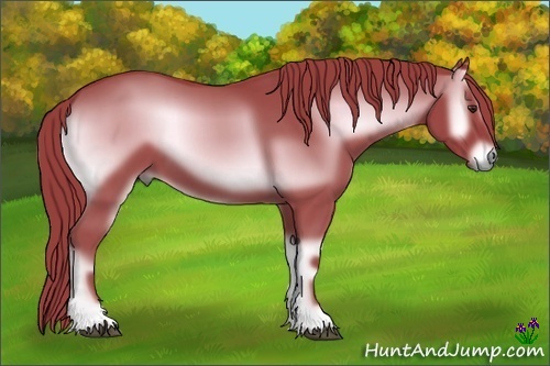 Horse Color:Watercolor Red Onyx 