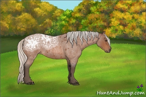 Horse Color:Silver Bay Ice Roan 