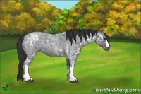 Horse Color:Blue Ice Roan 