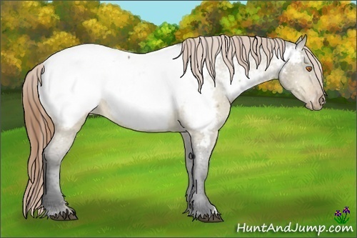 Horse Color:Buckskin Dun Appaloosa 