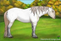 Horse Color:Buckskin Dun Appaloosa 
