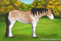 Horse Color:White Spotted Bay Dun Splash  and White Spotted Bay Dun Splash 