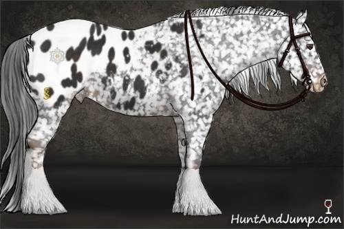 Horse Color:Liver Chestnut Appaloosa 