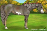 Horse Color:Chocolate Palomino Frame 