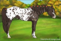 Horse Color:Liver Chestnut Sabino Blanket 