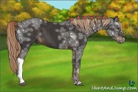 Horse Color:Liver Chestnut Ice 