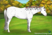 Horse Color:Liver Chestnut Sabino Splash Appaloosa 