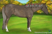 Horse Color:Chocolate Palomino Sabino