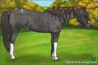 Horse Color:Liver Chestnut Appaloosa 