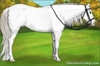 Horse Color:Liver Red Dun Blanket Rabicano  Brindle