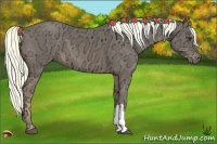 Horse Color:Liver Chestnut Ice 