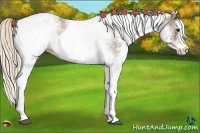 Horse Color:White Spotted Chocolate Palomino Appaloosa 