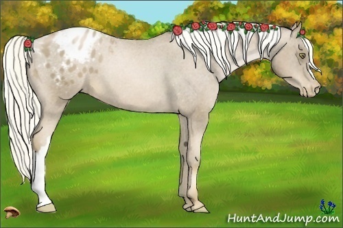 Horse Color:Liver Chestnut Pearl Appaloosa 