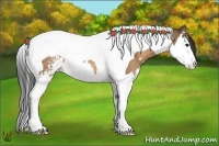 Horse Color:Bay Dun Sabino Splash Tobiano Rabicano