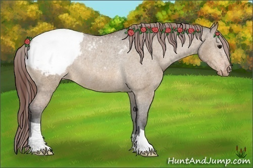 Horse Color:Bay Dun Appaloosa Rabicano 