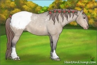 Horse Color:Bay Dun Appaloosa Rabicano