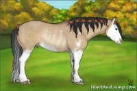 Horse Color:Bay Dun Sabino Splash Rabicano