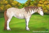 Horse Color:White Spotted Red Dun Sabino