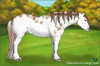 Horse Color:Red Dun Sabino 