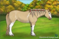 Horse Color:White Spotted Red Dun 