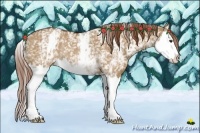 Horse Color:White Spotted Red Dun Splash Rabicano