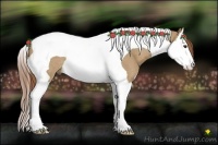 Horse Color:Red Dun Splash Tobiano Rabicano