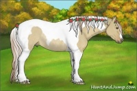 Horse Color:Palomino Dun Tobiano Rabicano