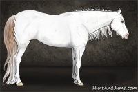 Horse Color:Gold Champagne Ice Tobiano Appaloosa  and Sable Champagne Ice Tobiano Appaloosa 
