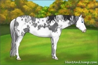 Horse Color:White Spotted Black Ice Sabino Splash