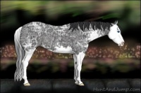 Horse Color:Black Ice Sabino Splash