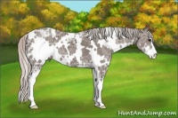 Horse Color:White Spotted Silver Black Ice Sabino 