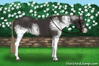 Horse Color:White Spotted Liver Chestnut 